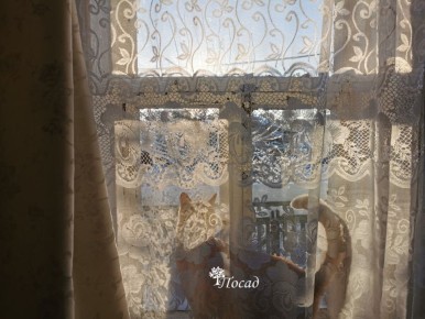 ���������� ������ ������ �� �����