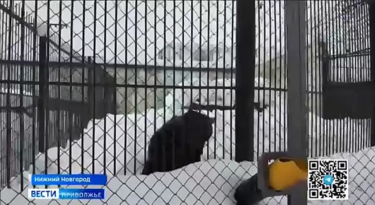 Весна в нижегородском зоопарке наступила на два дня раньше календаря