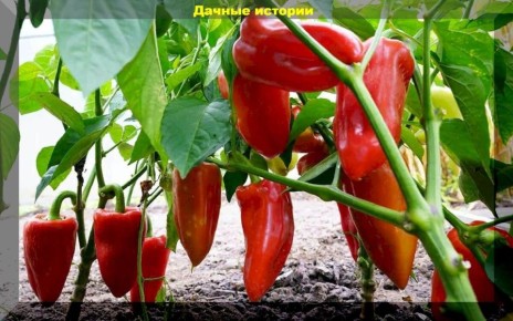 ��� ��������� �����: ������ ����� � ������ �� ����� �� ��������