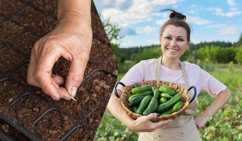 ��� ��������� �������� ������: ������� ����������� �����