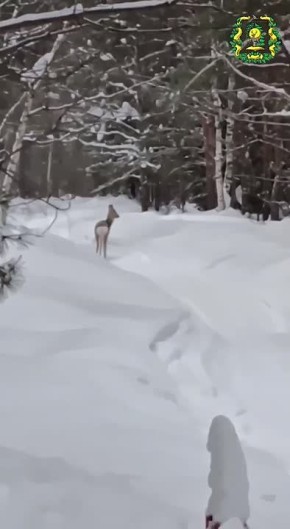 ��������� ������������� ������� ��������� ������� � ���������� �������� � ����������� � ����������� �������