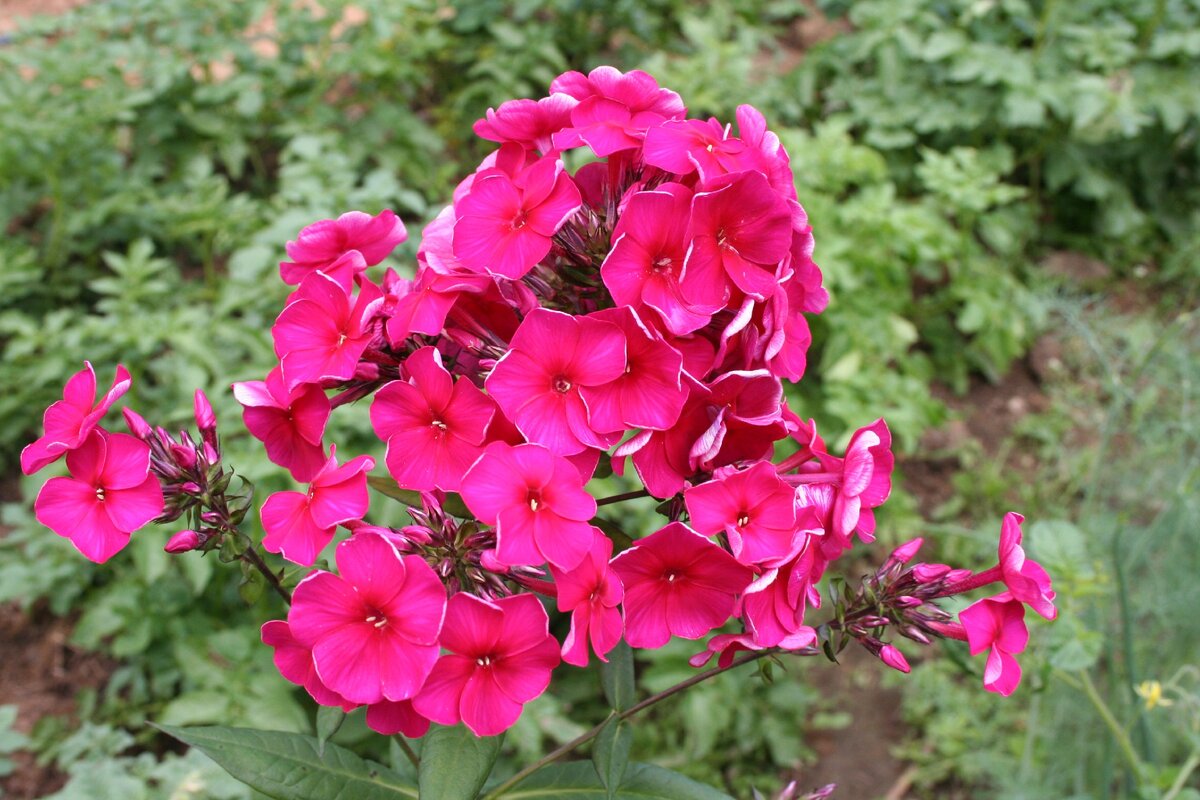 Уход за флоксами весной: секреты яркого цветения