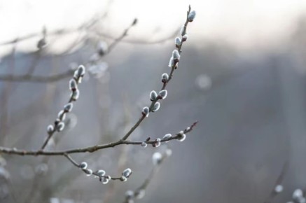 Сегодня наступила астрономическая весна