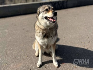 Опасность клещей для собак возникает уже в начале весны — с первым потеплением, когда сходит снег и почва прогревается примерно до 5 градусов