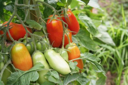 ������, ������� �������� ��������: ����� ���������� �����