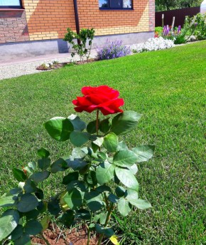 ����� ���� ��������������: ��������� ���� �����-��������� ���������