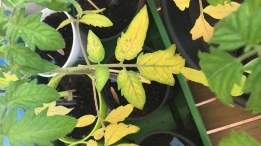 ������ ������� ������