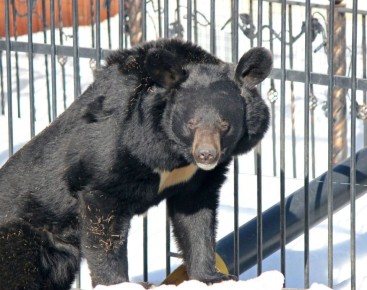 ��� �� ����� ������� ����������� ����� ������ �� �������������� �������� ��������