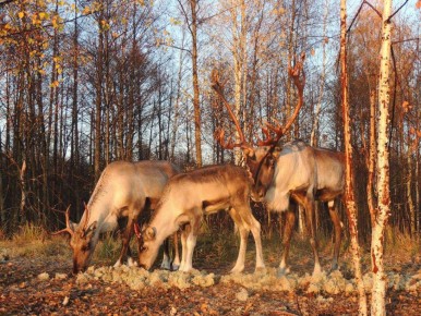 ���������� ���������� ���������� ���� ����������