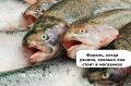 Форель: недорогая красная рыба для новогоднего стола