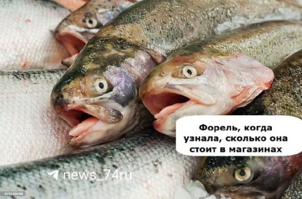 Форель: недорогая красная рыба для новогоднего стола