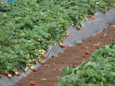 Как улучшить вкус клубники: выбираем лучшие удобрения