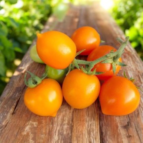 Томат Утенок: оранжевые серца, которые укроют ваш огород