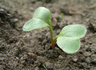 ����������� ������ ������ � ������������� �������