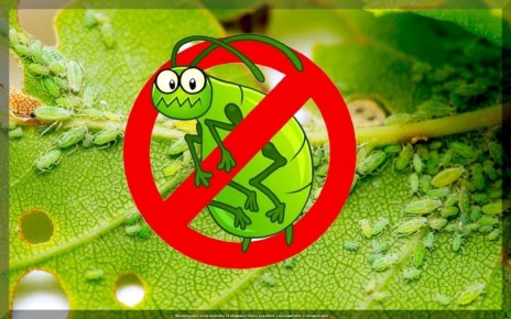 ������ � ���� �� ����: ����������� ������ � ������ ��� ���������