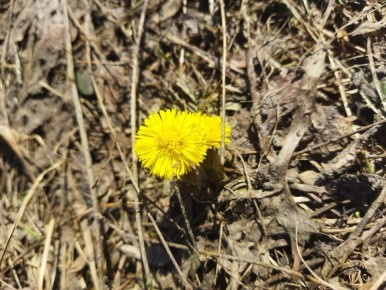 Когда природа шепчет о весне… Доброе утро!