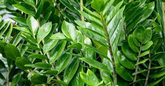 Как ухаживать за замиокулькасом: секреты здорового растения