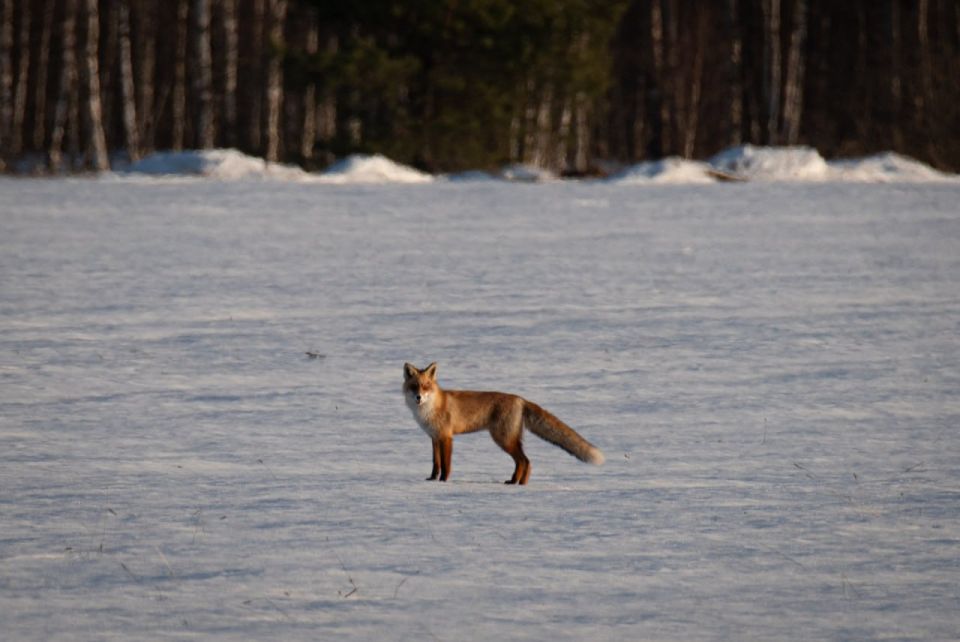 ������, �������, ������� � �������� ���� ���� � ������ ���������� �����