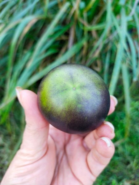 Томат сказочный лес: маленькая мечта для балкона и дачи