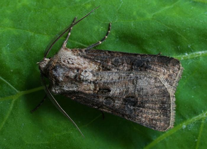 ��� �������� ��������� �� �������� ���������: ������ � ������������