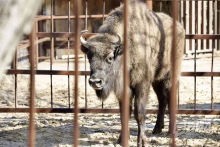 � ������������� �������� ����������