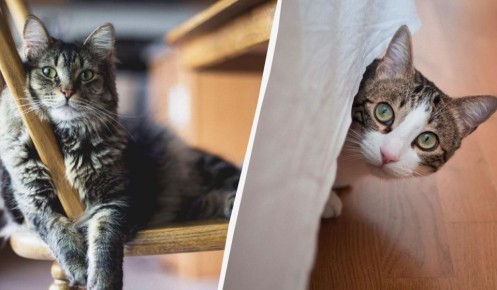 ��� ����� ���������� �����������: ���� ������ � ��� �� ����������