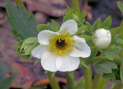 ��� ����������� �������� � ������ ������ ����