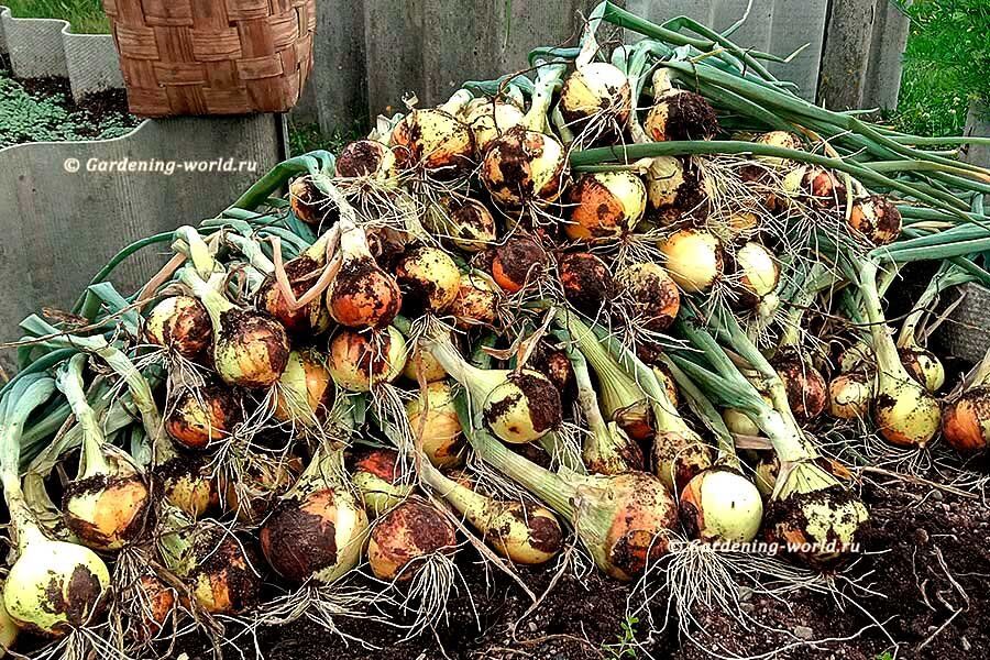 ���������� ����� ������ ����: ���� �������� �������, ������� ������ ������������