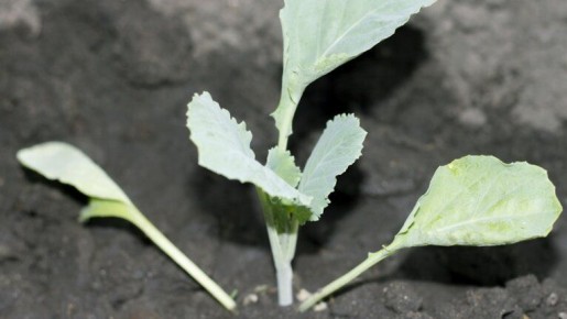 ������ � ����������� ��������� �������: ������� �� ������� �������