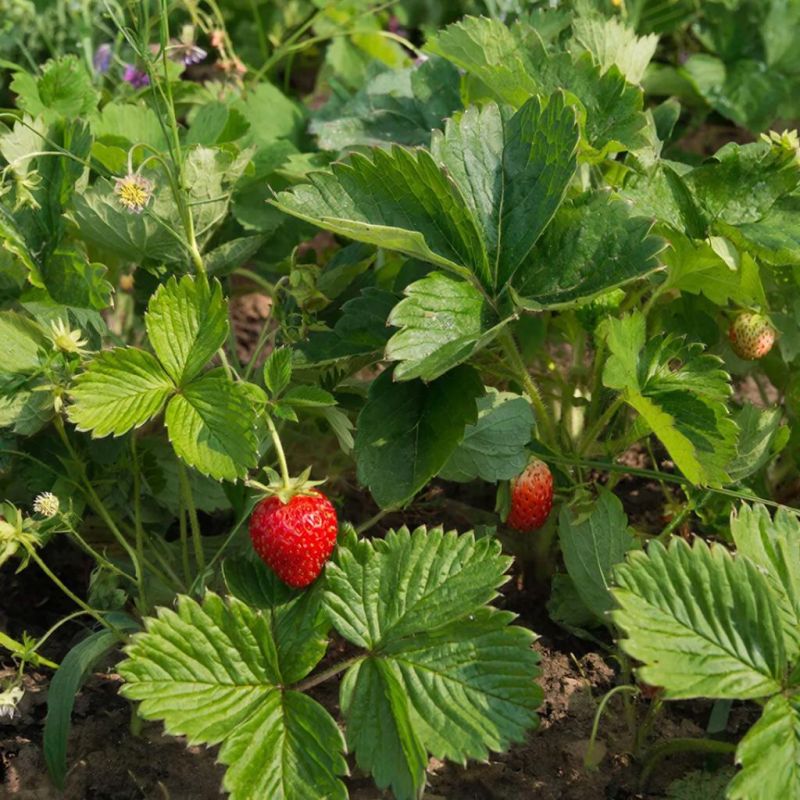 ������� �������� �� �����������: ����������� ������ ��� �����