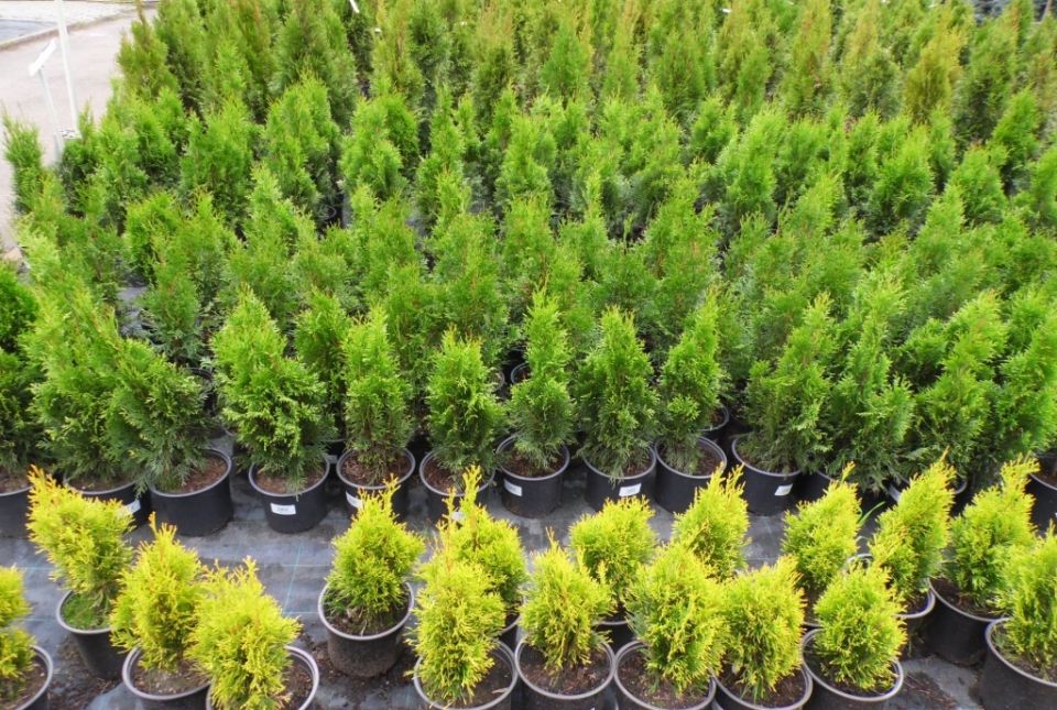 ��� �� ������ �������: ��� ������� ��������� ����