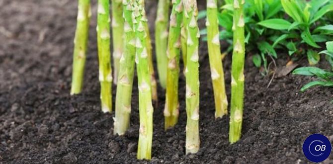 ��� ��������� ������: ������� ��������� �������