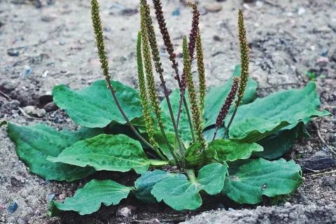 ����������: ��������� ��� ����������� �������� �� ����?