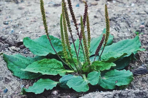 Подорожник: вредитель или незаменимый помощник на даче?