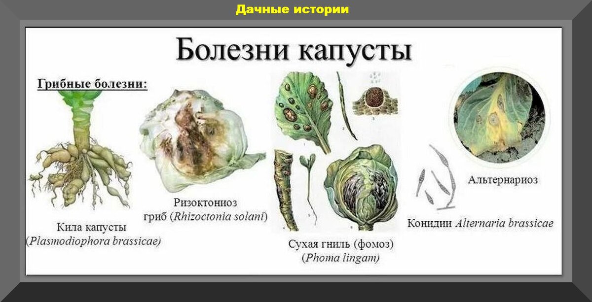 Как вырастить капусту: секреты успешной посадки и ухода