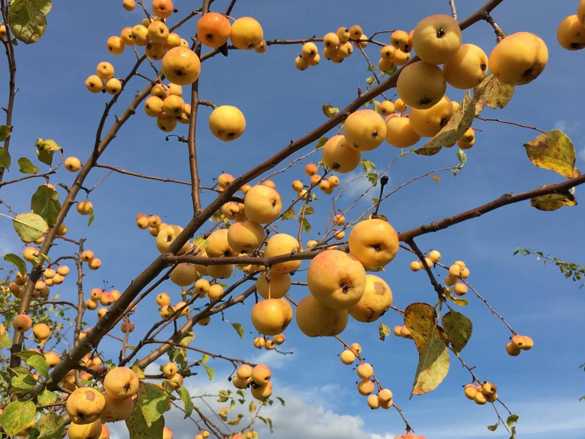 Яблоня сбрасывает плоды: разбираем неожиданные причины