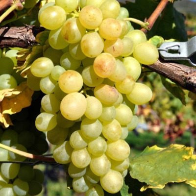 Карабурну: виноград, который покоряет своим вкусом и качеством ягоды