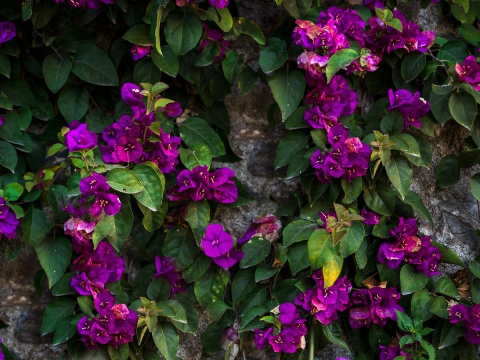 �������� ���������� � ����: ����� ����, ������� ���������� ���� ������������