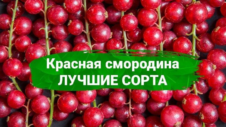 ������� ���������: ��������� ������� ���������� ������