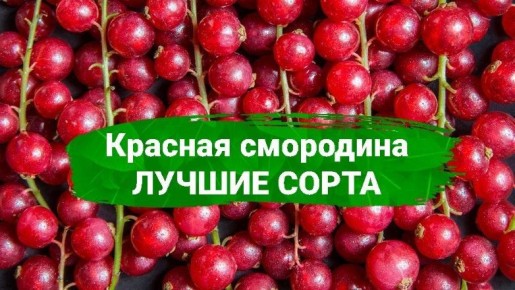 ������� ���������: ��������� ������� ���������� ������