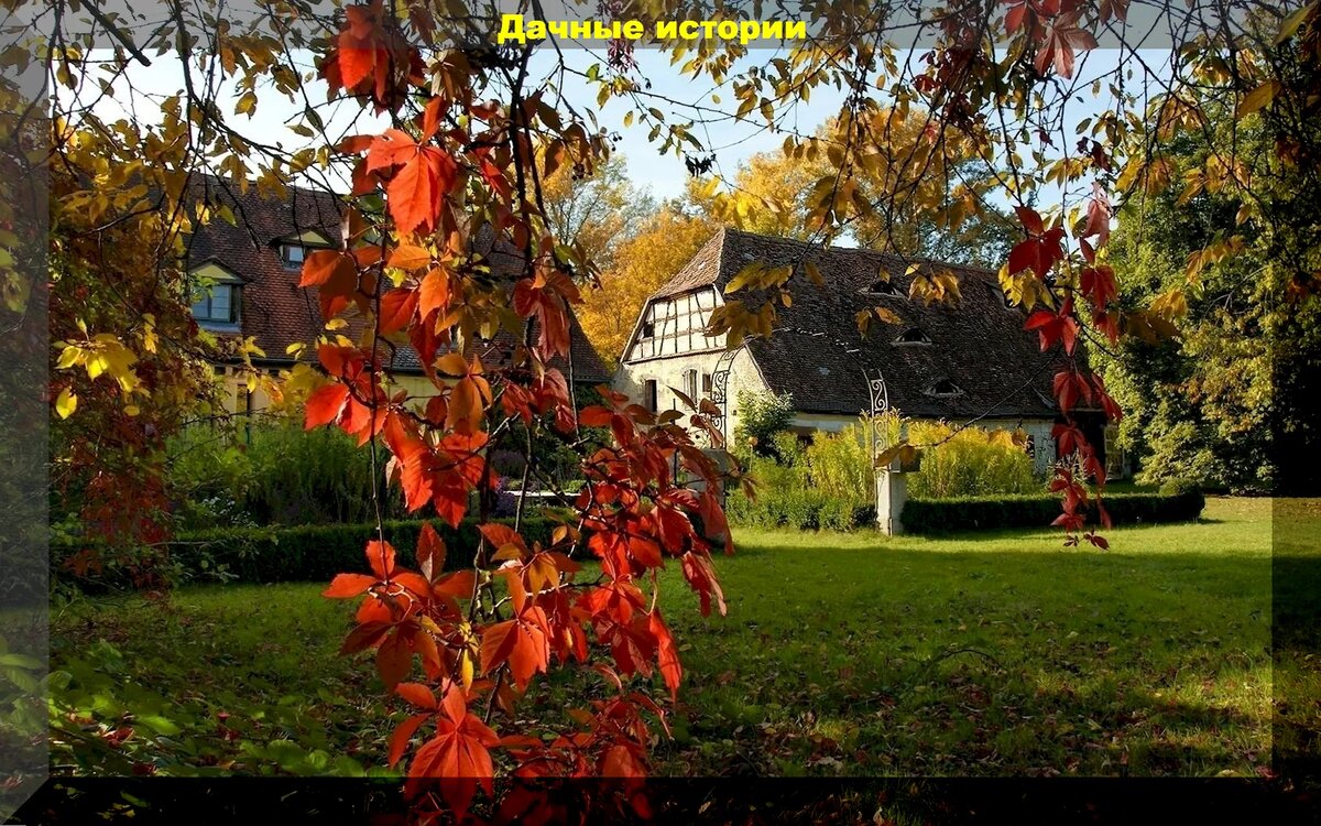 Осенняя пора: как правильно заботиться о растениях и почве на даче