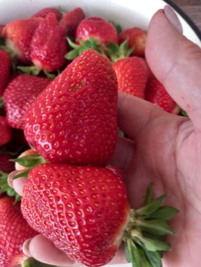 Клубника под угрозой: стоит ли поддаваться панике?