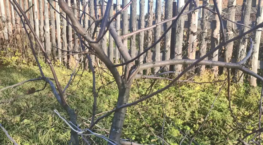 Весна в саду: как правильно провести обработку и избежать распространенных ошибок