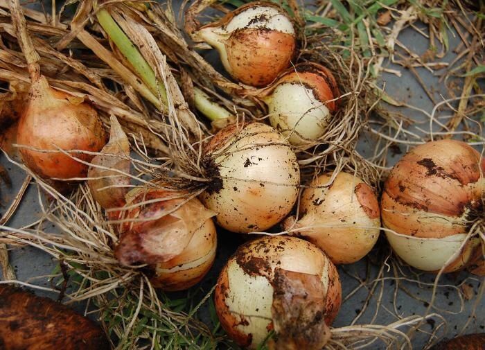 ������ � �������: ������� ������� ������ � ���������� ����� �����