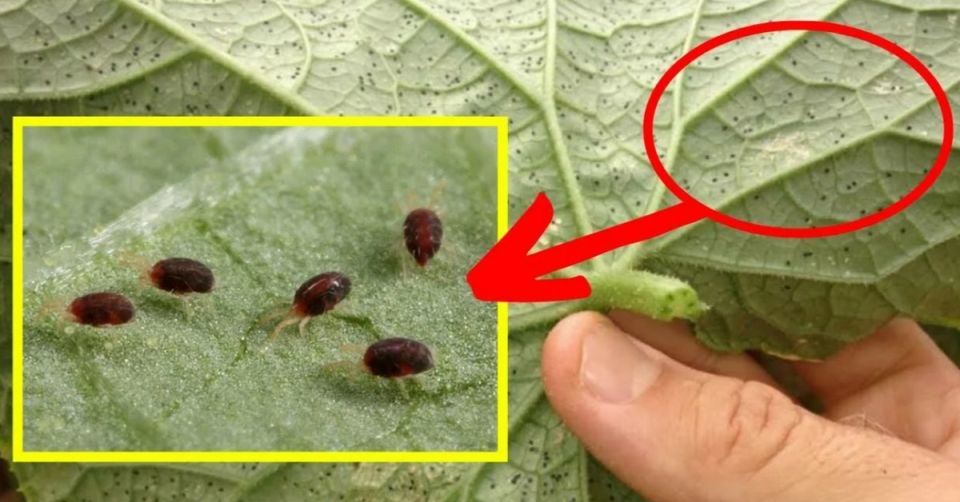 ������ ������� �� ���������� ����� � ����