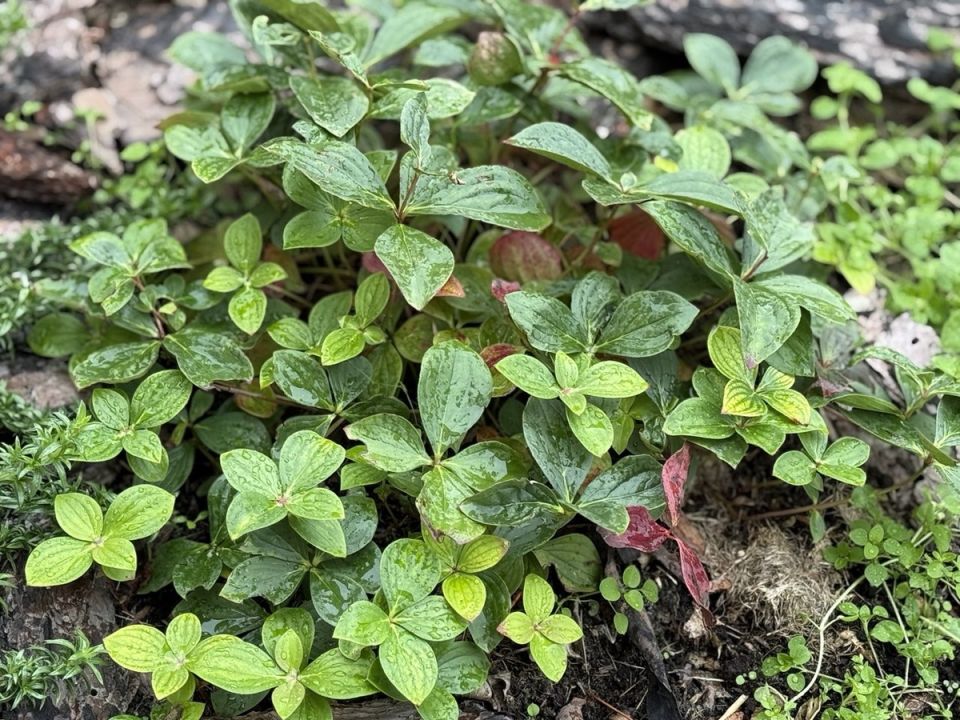 ĸ��� ���������: ������ ���������, ���������� �������� ����������� ��� ���������