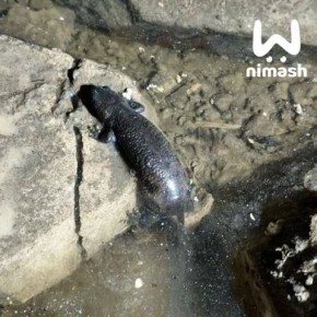 ��������� ���������� �������� ������ ���� �� ����