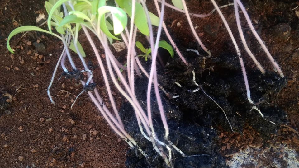 ������� ����������� ������ ������� ����� ����������