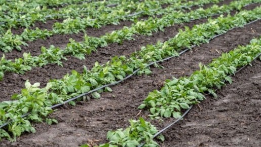 ��� ���������� �������� ������ �����: ����������� ����������� �� �������