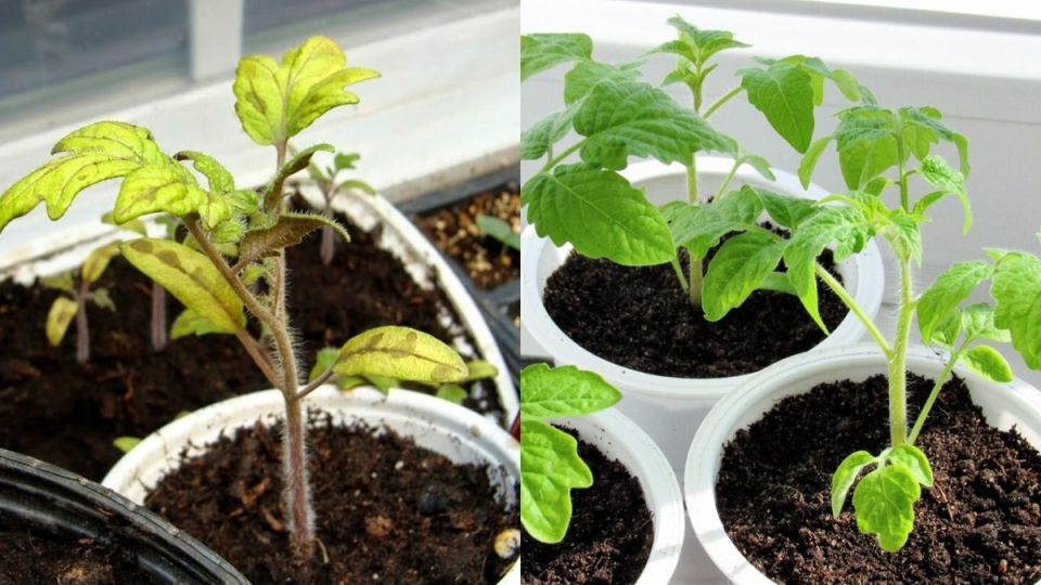 ��� ������� ������ ������� �������: ��������� �������� ��� ��������� ��������